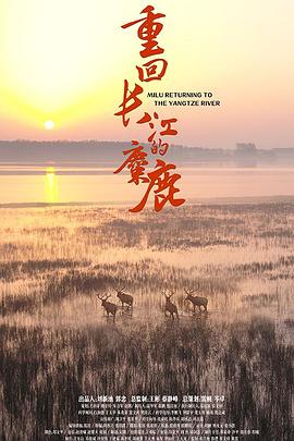 重回长江的麋鹿(蓝光)